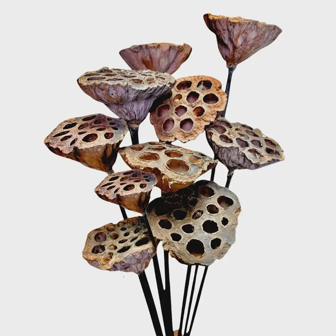 10 Pack Medium Natural Dried Lotus Pods – 3" Preserved Seed Pod Stems, Organic Dried Botanicals for Wreaths, Vases & Rustic Floral Decor