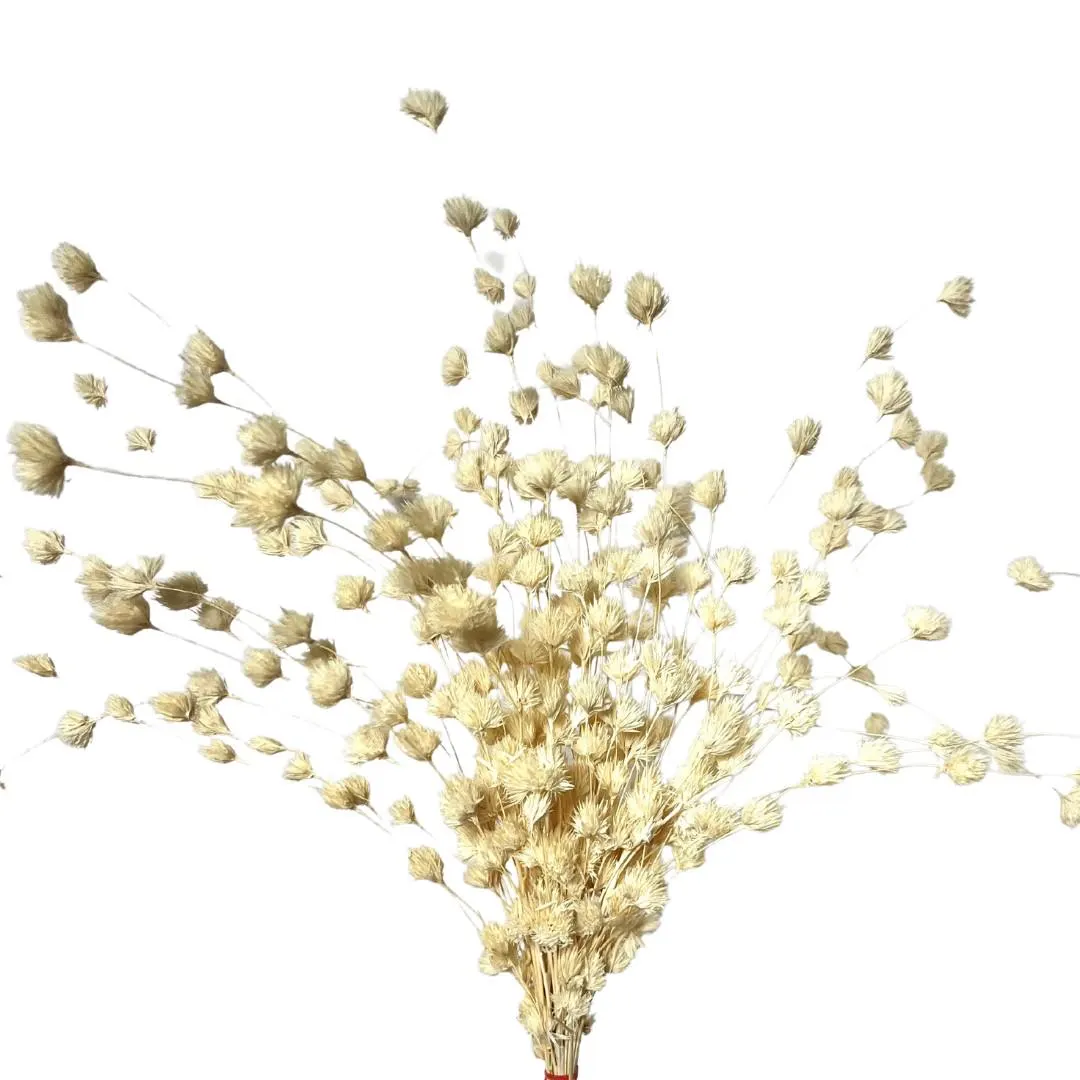 Weeping Bamboo Flower/Bleached/Natural/Branches/Centerpieces/Home Decor/Vase Fillers/Prom/Wedding/Natural Branches
