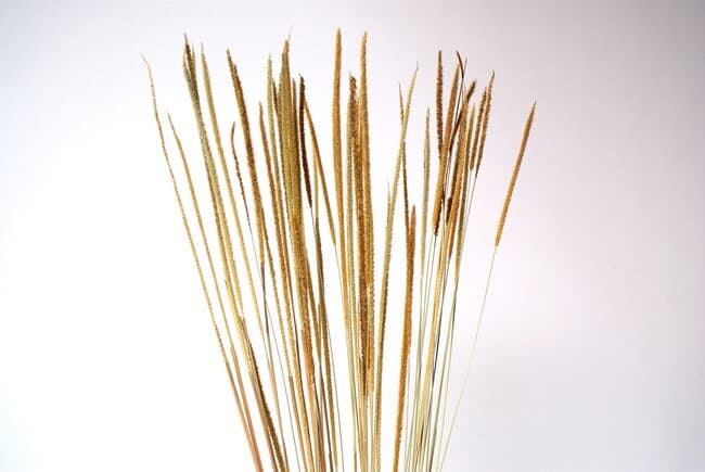 28" Natural Timothy Grass/Blue pampas Grass/Assorted Sizes/Home Decor/Wedding Decor/Dusty Blue Wedding/Mini Pampas/Wedding Decor