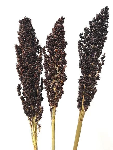 27" Black Sorghum/Natural Decor/Exotic Decor/Holiday Decor/Rustic Decor Idea/Rustic Bowl Filler/Rustic Table Decor/Fall Decor/Spring Decor