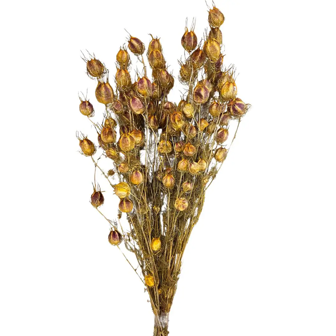 2oz 20" Nigella Stems/Dried/Fall/Thanksgiving/Table Setting/Home Decor/Faux Decor/Decoration/Fall Season/Indoor Decor/Bleached