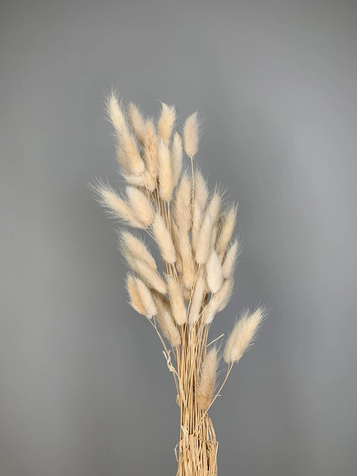 50 Piece IVORY BUNNY TAILS/ Pampas Bundle/Home Decor/ Rustic Wedding Decor/ Dried Bunny Tail/ Ivory Pampas/ Natural Pampas/2.5ft Long Pampas