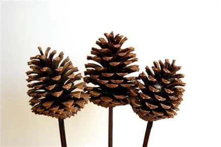5"-7" Natural Pine Cones On Stems/Cones/Pine Cones On Sticks/Rustic Decor Idea/Rustic Bowl Filler/Wicker Decoration/Rustic Table Decor