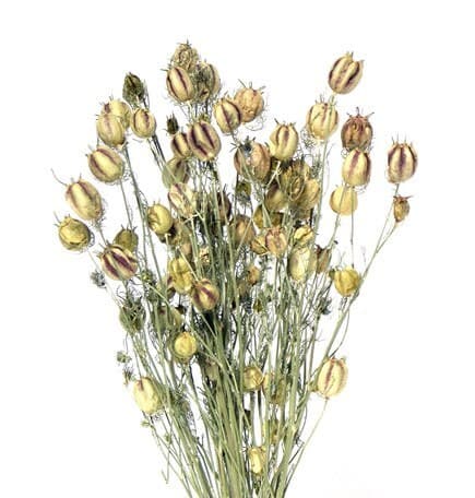 20" Natural Nigella/Dried/Fall/Thanksgiving/Table Setting/Home Decor/Faux Decor/Decoration/Fall Season/Indoor Decor/Bleached