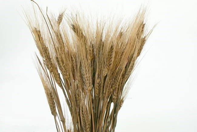 28" Light Brown Wheat/Yellow/Orange/Green/Natural/Sprays/ Fall Sprays/Centerpiece Decor/Faux Flowers/Silk Flowers/Flower Bouquet