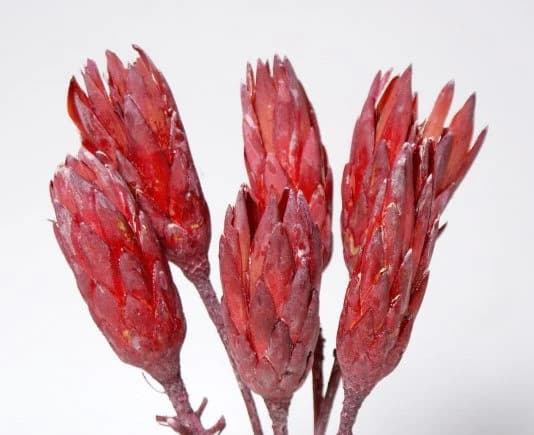 9-12" Red Frost Protea Flowers/Florals/Pine Cones On Stick/Rustic Decor Idea/Rustic Bowl Filler/Rustic Table Decor/Fall Decor/Spring Decor