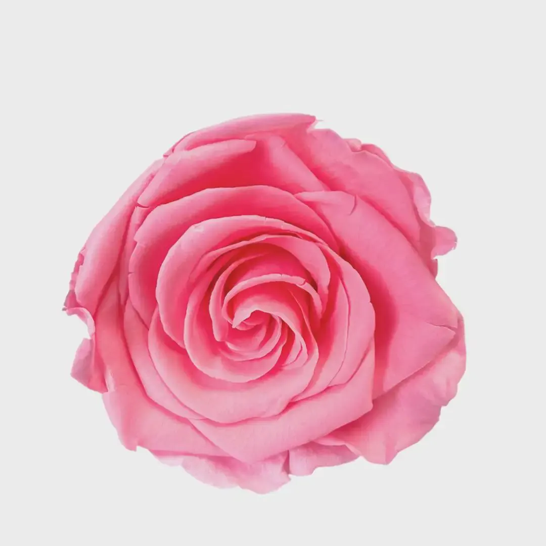 2.5" Pink Preserved Rose Heads – Set of 3 | Real Roses | Long-Lasting Floral Décor | DIY Wedding Flowers | Romantic Home Accent