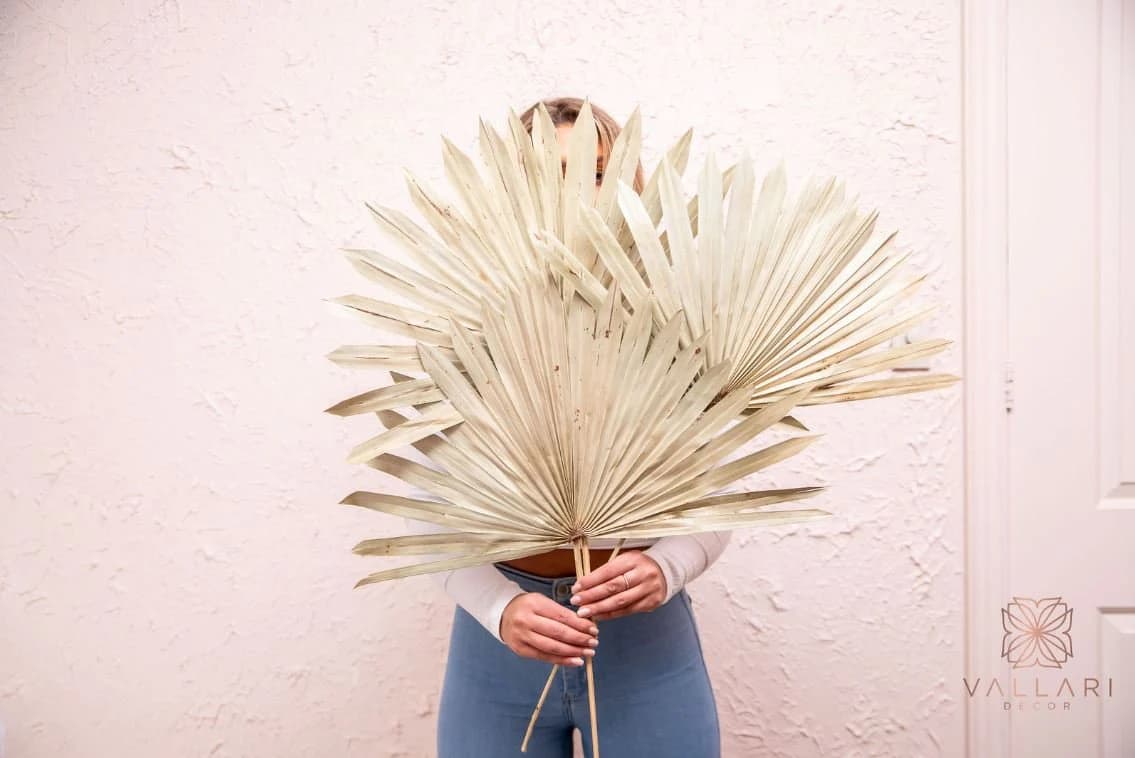 20"-24" KING Dried SUN Natural Palm Spears/ Dried Florals/ Tropical Fan Palm/Large Palm Leaves/Boho Decor/Fan Palm/Tropical palm leaves
