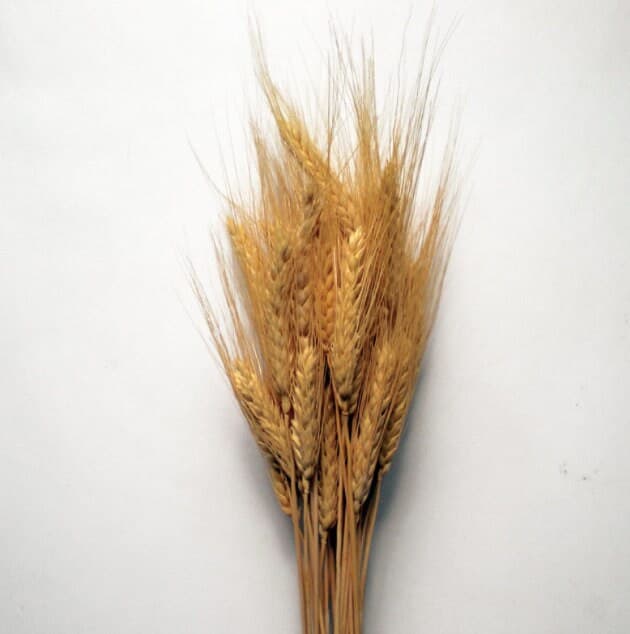 Wheat Natural Branches/Curly Twigs/Branches/Centerpiece decor/ Decoration Branches/Gold Branches/Glitter Branches/Silver Branches