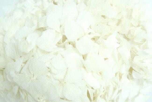 Preserved Bleached Hydrangea/Floral Spray/Florals/Wedding/White/Greenery Bushel/Outdoor Wedding Greenery/Centerpiece Decor/Faux Flower