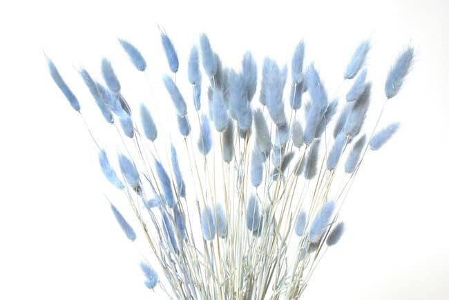 90PC Light Blue Bunnytails/Home Decor/ Rustic Wedding Decor/Dried Bunny Tail/ Ivory Pampas/ Natural Pampas/ 2.5ft Long Pampas
