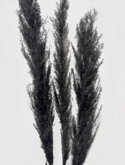 black 45" Natural Pampas Grass/Pampas Bundle/Home Decor/Rustic Wedding Decor /Brown Pampas/Fluffy/Boho Chic