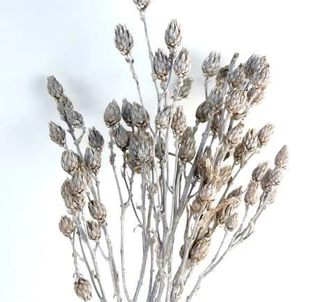 8"-14" White Wash Berkheya Sticks/Cones/Pine Cones On Sticks/Rustic Decor Idea/ Filler/Decoration/Rustic Table Decor/Home Decor