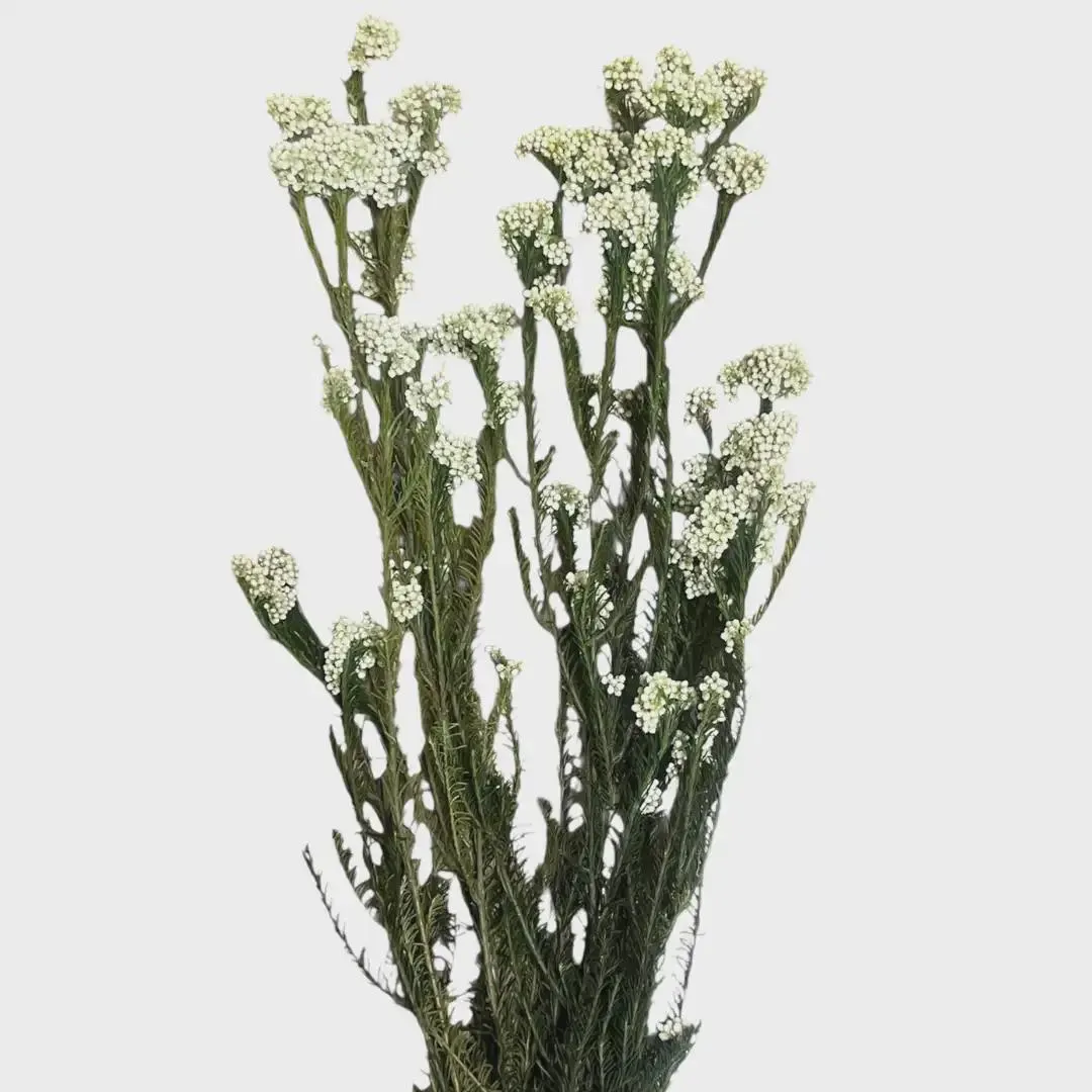 24" Preserved Rice Flower/Floral Spray/Florals/Wedding/White/Greenery Bushel/Outdoor Wedding Greenery/Centerpiece Decor/Faux Flower