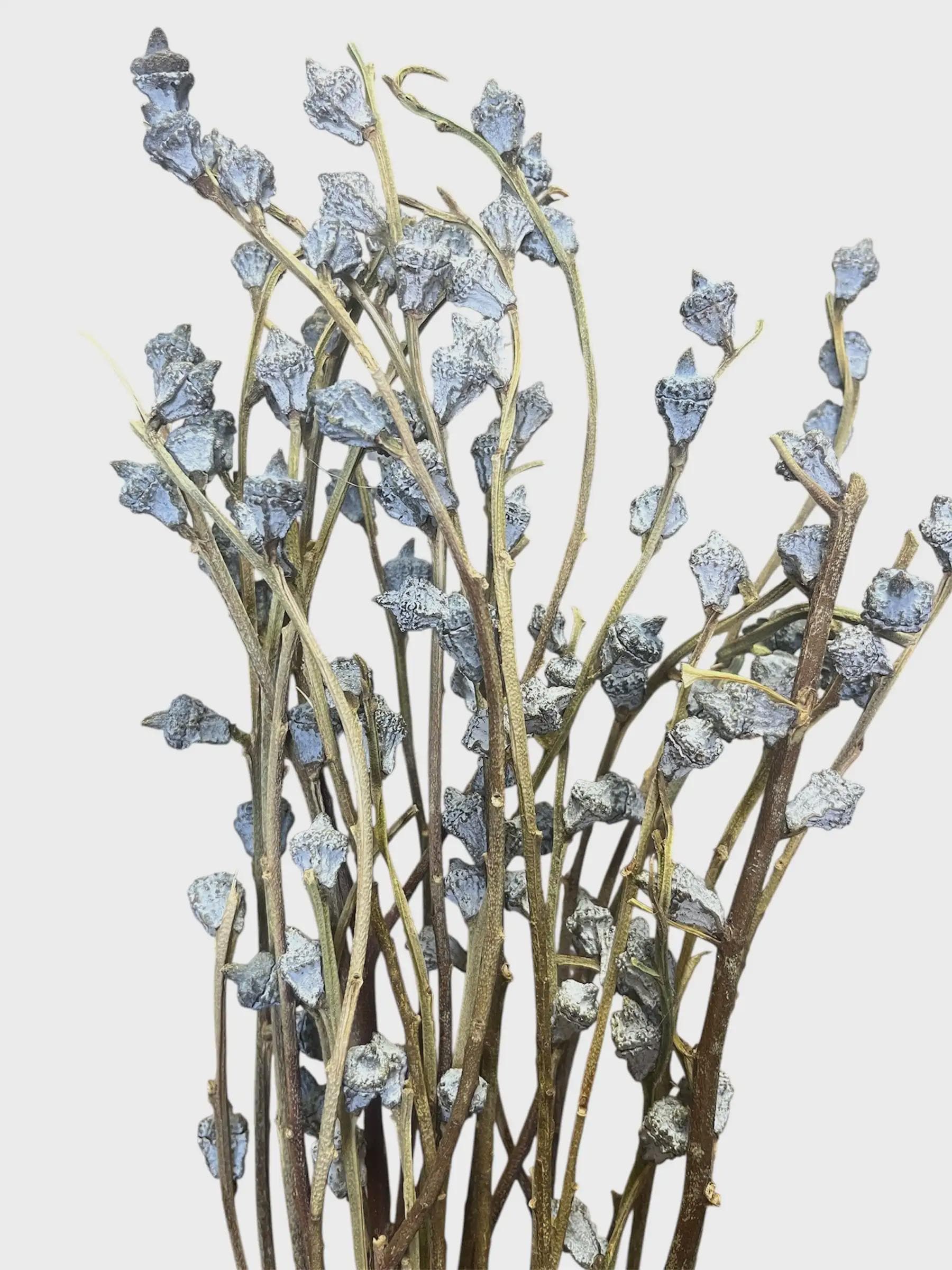 7 Oz. Natural Gum Nuts/Curly Twigs/Branches/Centerpiece decor/Decoration Branches/Gold Branches/Glitter Branches/Silver Branches