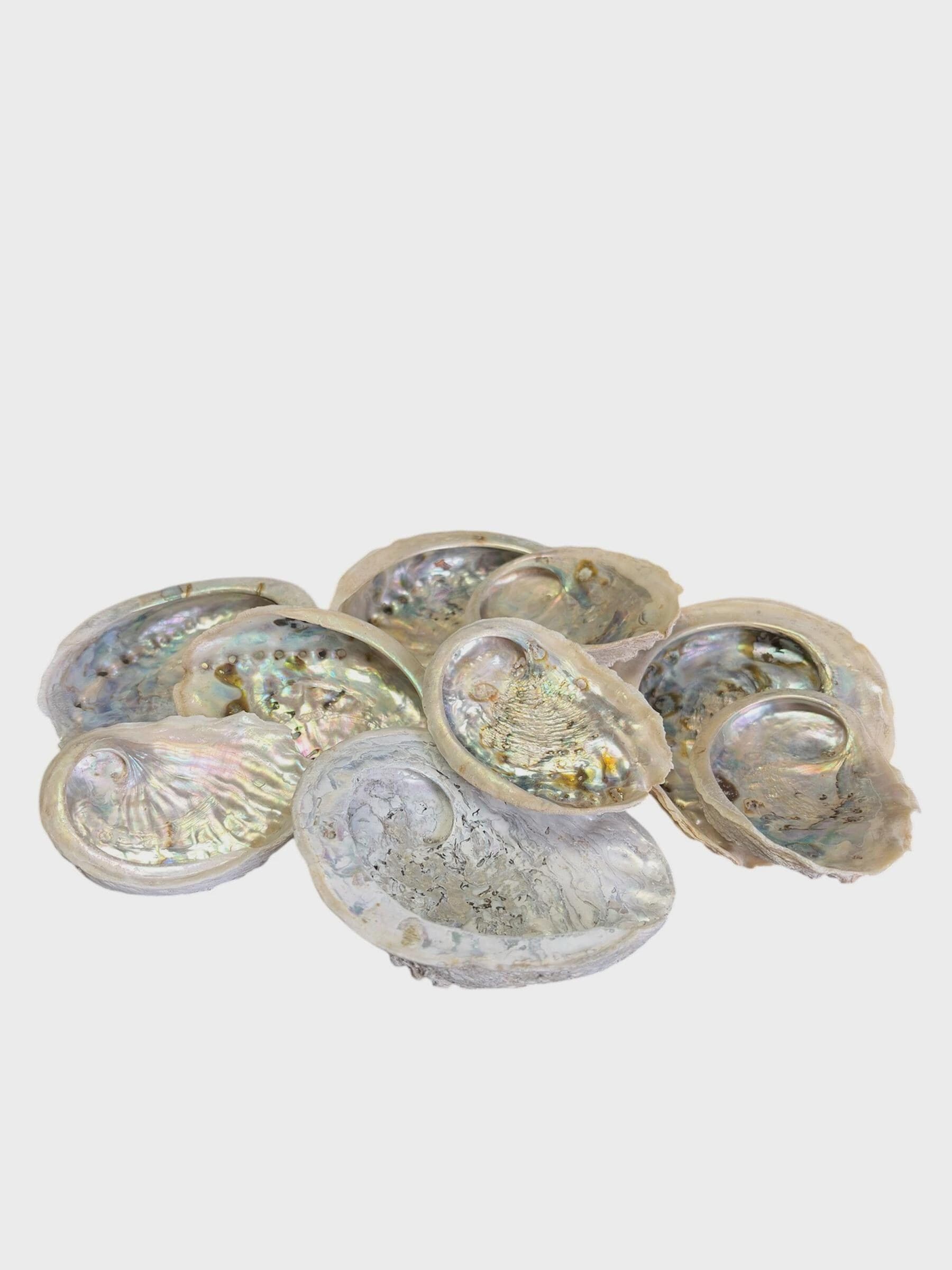 3" Natural Abalone Small /Curly Twigs/Branches/Centerpiece decor/ Decoration Branches/Gold Branches/Glitter Branches/Silver Branches