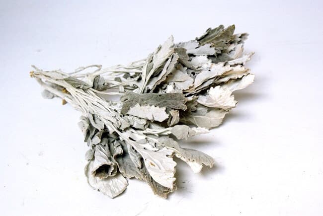 8" Natural Dusty Miller Bunch/Vines For Wedding/Greenery/Wedding Centerpieces/Home Decor/Faux Vines/Silk Vines/Garlands