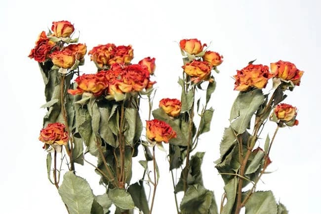 18" Red Spray Roses/Fall/Thanksgiving/Table Setting/Home Decor/Faux Decor/Faux Decoration/Fall Season/Indoor Decor/Artificial