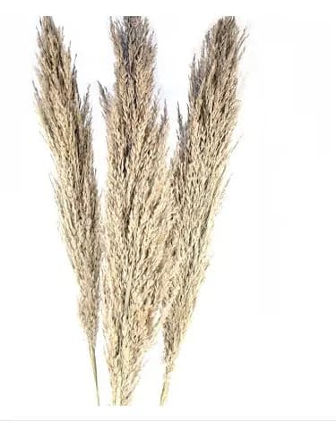 NEW 45" NATURAL ARUNDO Grass/Pampas/Vibrant Pampas/Fluffy/Boho Blue/Royal Blue/ Bundle/Home Decor/Rustic Wedding/Brown Pampas/Giant Reed