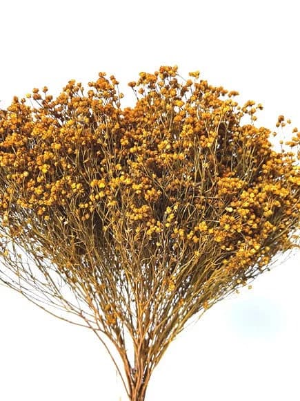 17" Yellow Broom Bloom/Fall/Thanksgiving/Table Setting/Home Decor/Dried Decor/Fall Season/Indoor Decor/Artificial