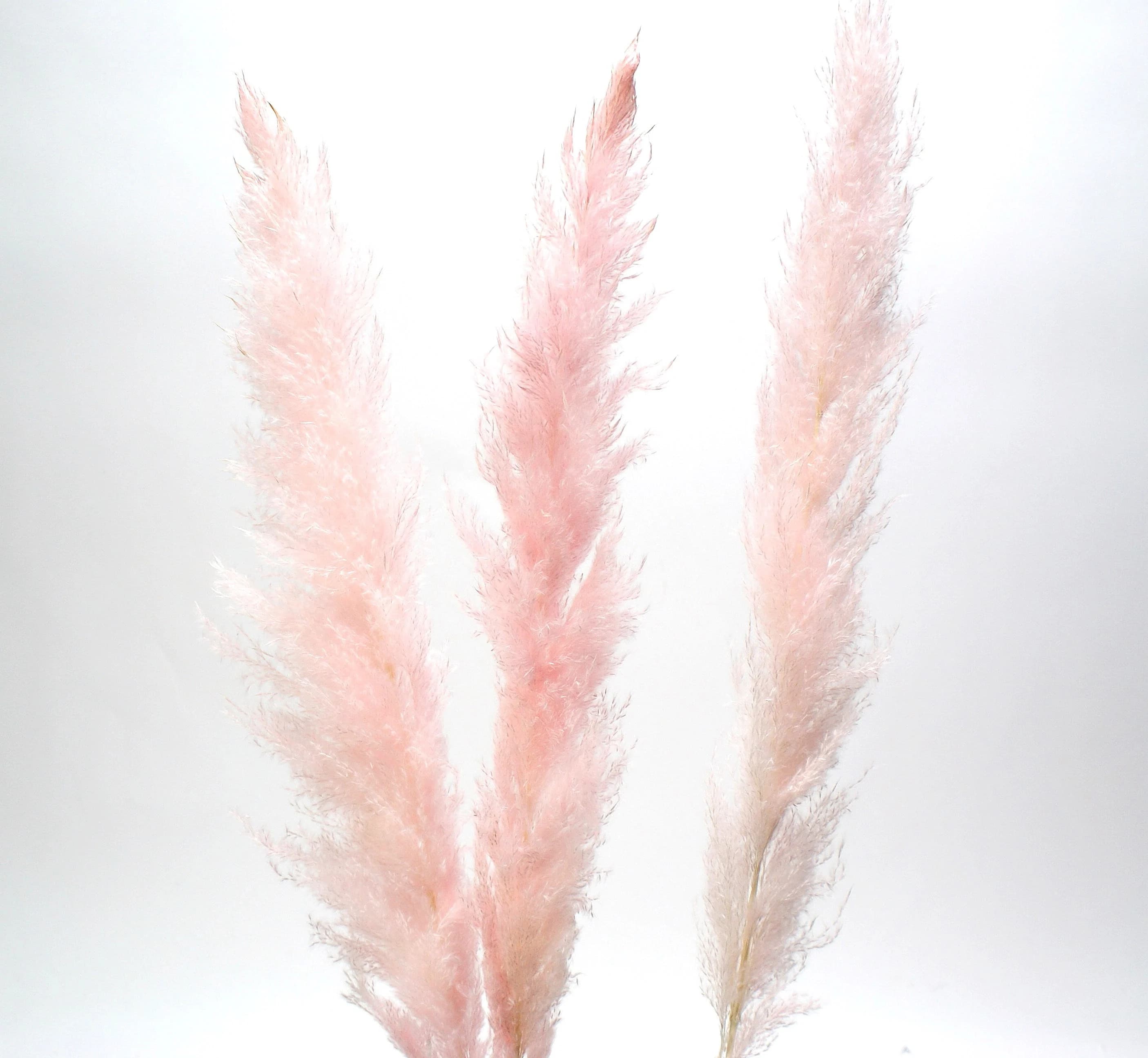 55" Pink Pampas Grass/Pampas/Vibrant Pampas/Fluffy/Boho BlueHome Decor/Rustic Wedding/Brown Pampas