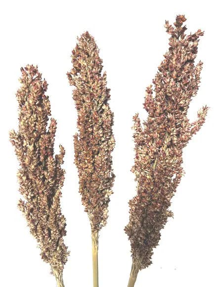 27" Natural Sorghum/Natural Decor/Exotic Decor/Holiday Decor/Rustic Decor Idea/Rustic Bowl Filler/Rustic Table Decor/Fall Decor/Spring Decor