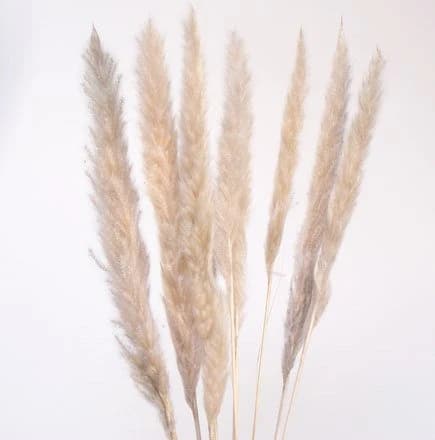 22" Tan Pampas/Blush Pampas Grass/Assorted Sizes/Home Decor/Rustic Wedding Decor/Blush Wedding/Blush Pampas/Light Pink Pampas