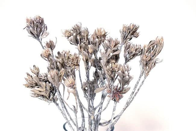 12"-16" White Wash Aulax Stems/Cones/Pine Cones On Sticks/Rustic Decor Idea/ Filler/Decoration/Rustic Table Decor/Home Decor