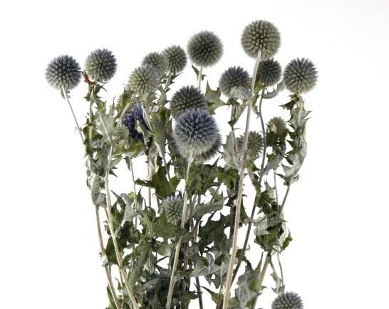 24" Natural Echinops/Fall/Thanksgiving/Table Setting/Home Decor/Faux Decor/Faux Decoration/Fall Season/Indoor Decor/Artificial