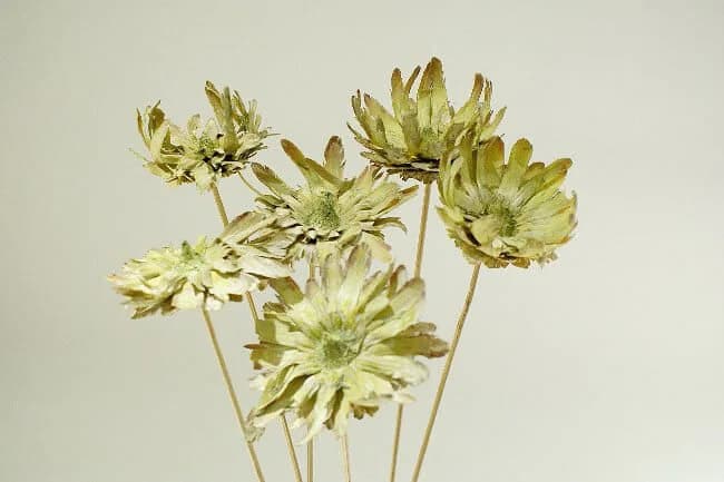 3-4" Lime Washed Sulphurea Flower/Florals/Rustic Decor Idea/Rustic Bowl Filler/Rustic Table Decor/Fall Decor/Spring Decor/Home Decor