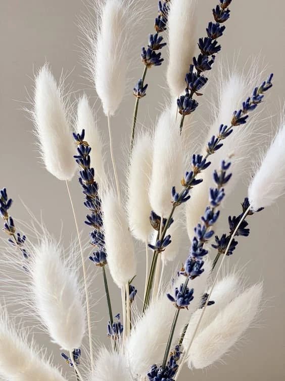 DRIED Lavender and Ivory Bunny Tail Floral Bouquet/25"/Dried Floral Bouquet/Reed/Dried Pampas/Boho Pampas/Boho Bouquet/Floral/Bunny tail