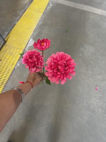 Hot Pink Pompon Dahlia Spray, 3 Flower Heads, Artificial Silk Summer Florals, Vibrant Faux Flowers for Wedding Centerpieces & Home Decor
