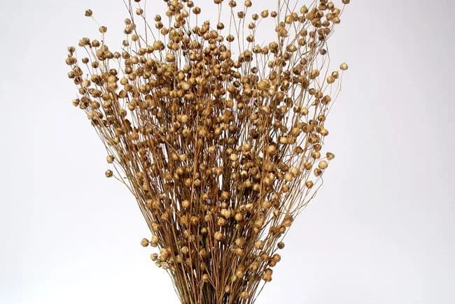 24" Natural Linum/Dried Canary Grass/Dried Flax/Home Decor/Dried Decor/Vase Filler/Dried Flax Bunch/Pampas Decor/Floral Vase