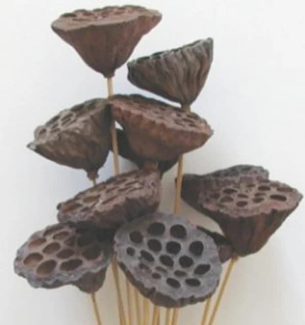 Lotus Pods Natural Branches/Curly Twigs/Branches/Centerpiece decor/ Decoration Branches/Gold Branches/Glitter Branches/Silver Branches
