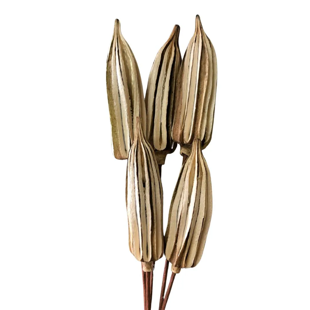 5PC Okra Pods On Sticks/Branches/Centerpiece decor/ Winter wonderland/Decoration Branches/Gold Branches/Home Decor