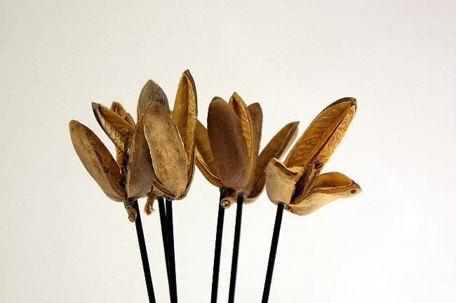 3"-4" Natural Tridente on Stems/Cones/Pine Cones On Sticks/Rustic Decor Idea/Rustic Bowl Filler/Rustic Table Decor/Fall Decor/Spring Decor