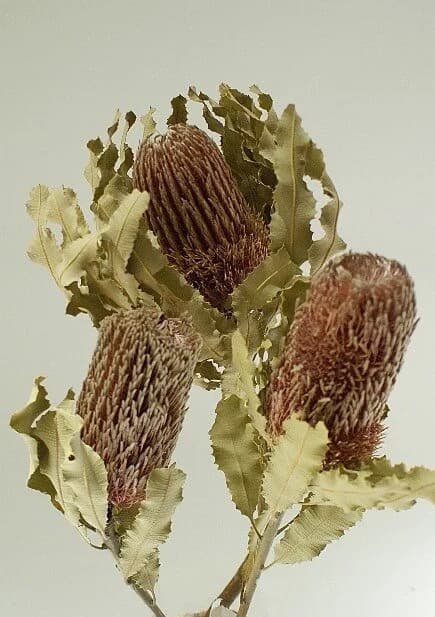 3PC Natural Banksia Menzei/Curly Twigs/Branches/Centerpiece decor/Decoration Branches/Gold Branches/Glitter Branches/Silver Branches