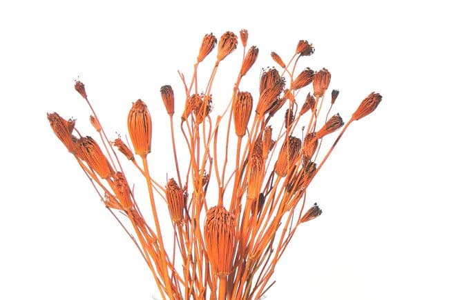 Orange Wild Flowers/Fall/Thanksgiving/Table Setting/Home Decor/Faux Decor/Faux Decoration/Fall Season/Indoor Decor/Artificial