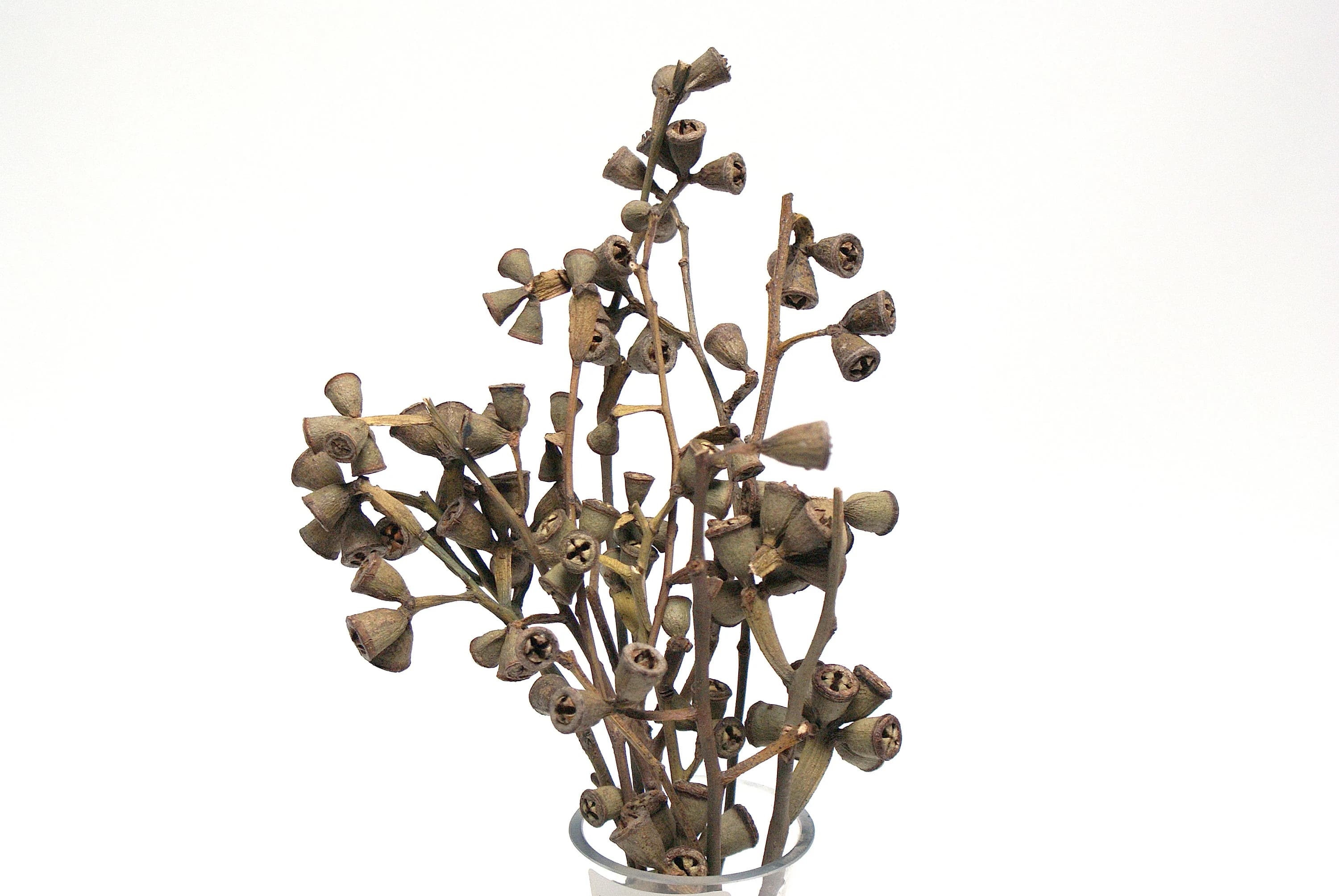 8"-10" Natural Conical Gum Stems/Curly Twigs/Branches/Centerpiece decor/Decoration Branches/Gold Branches/Glitter Branches/Silver Branches