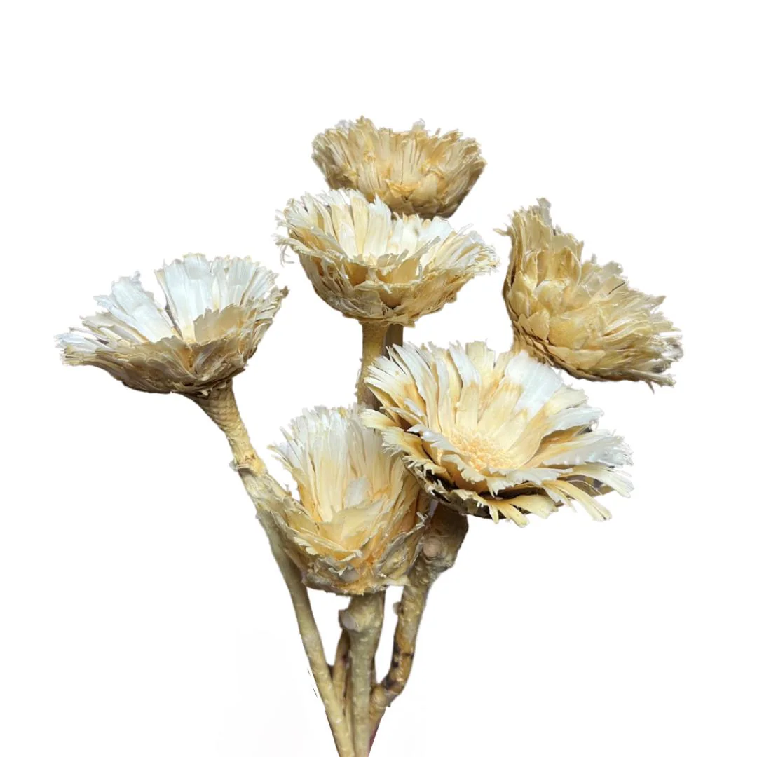 Bleached Protea Flat Dried Flowers | 6 Stems | Natural Dried Floral Decor for Modern Boho Vases | DIY Wedding Centerpieces & Home Styling