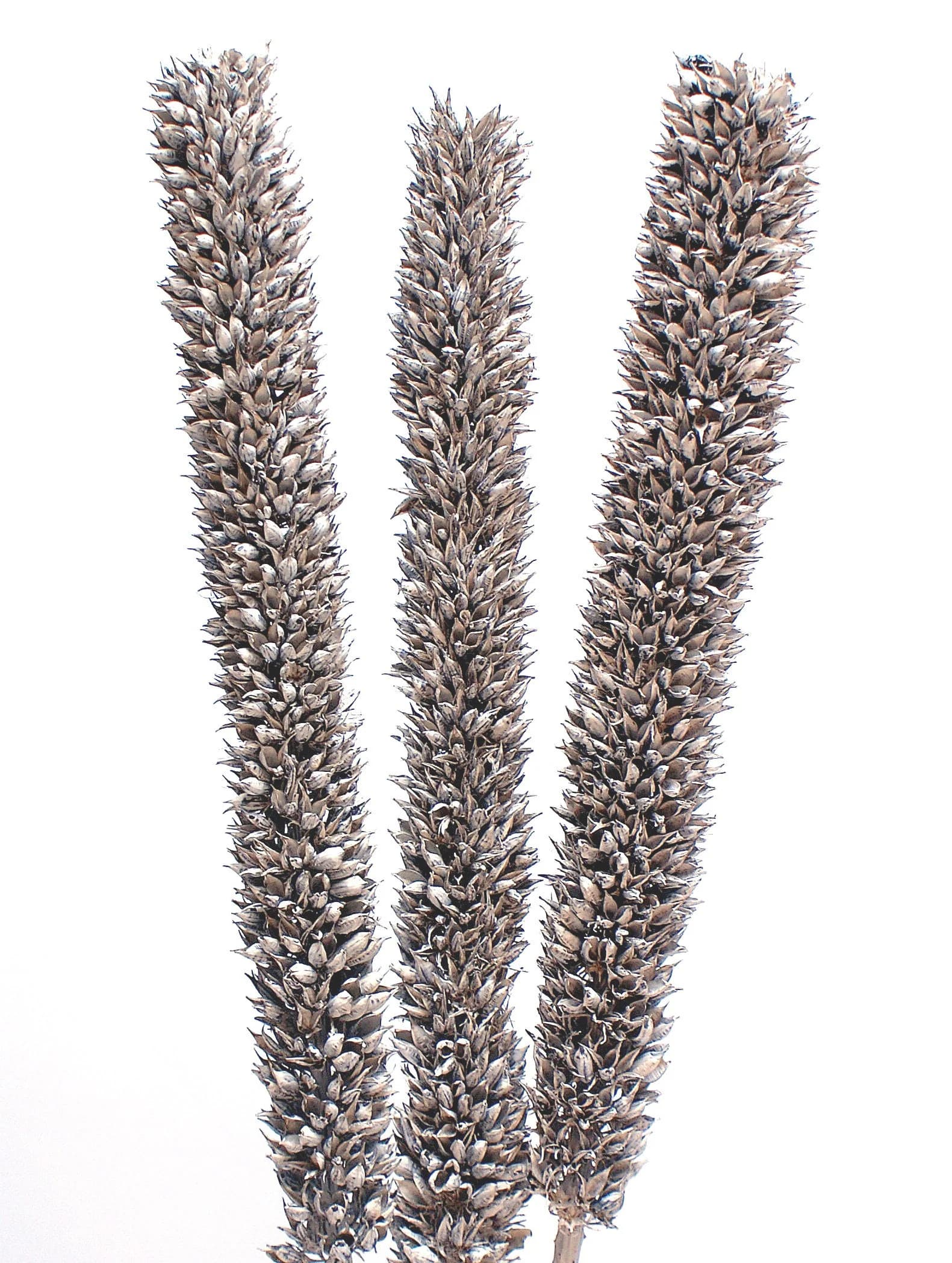 3PC Cirius Preserved Sticks/Cones/Pine Cones On Sticks/Rustic Decor Idea/Rustic Bowl Filler/Home Decor/Rustic Table Decor/Vase Filler