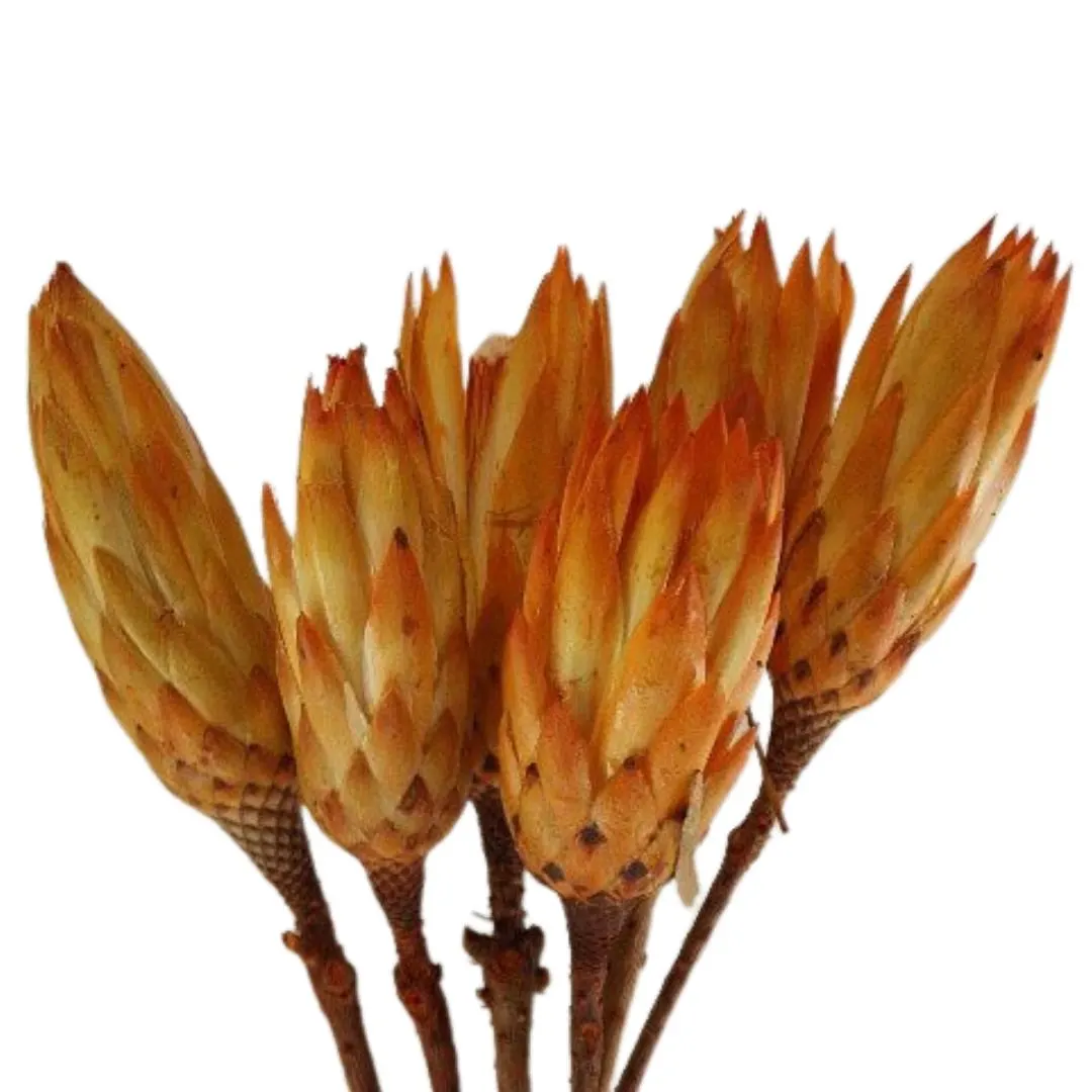 Protea Flowers/Florals/Pine Cones On Sticks/Rustic Decor Idea/Rustic Bowl Filler/Rustic Table Decor/Fall Decor/Spring Decor