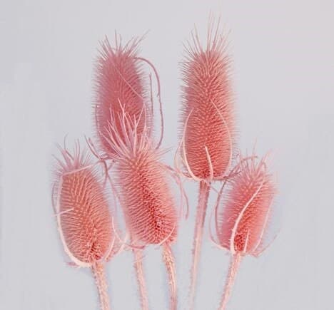 24" Light Pink Teasels/Branches/Centerpiece decor/ Winter wonderland/Decoration Branches/Gold Branches/Home Decor