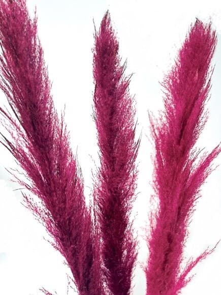 55" 3 pcs Burgundy Super Pampas/Pampas/Vibrant Pampas/Fluffy/Boho BlueHome Decor/Rustic Wedding/Brown Pampas