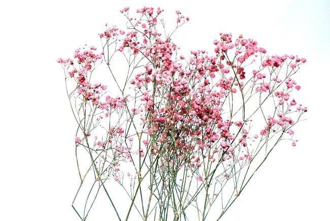 22" Pink Gypsophila Perfecta/Baby Breaths/Fall/Thanksgiving/Table Setting/Home Decor/Faux Decor/Decoration/Fall Season/Indoor Decor