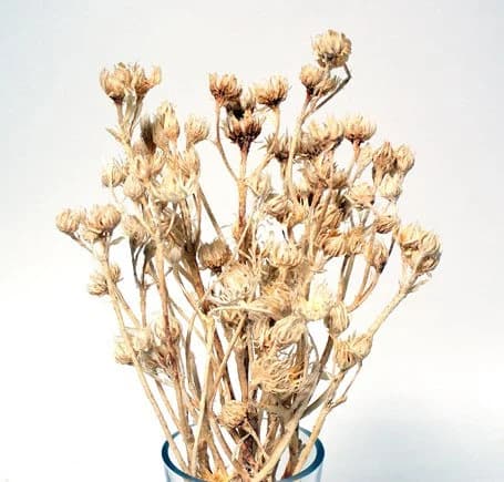 10"-14" Bleached Aulax Stems/Cones/Pine Cones On Sticks/Rustic Decor Idea/ Filler/Decoration/Rustic Table Decor/Home Decor
