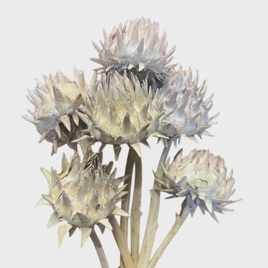White Wash Cardonni Artichoke on Stems/Cones/Pine Cones On Sticks/Rustic Decor Idea/ Filler/Decoration/Rustic Table Decor/Home Decor