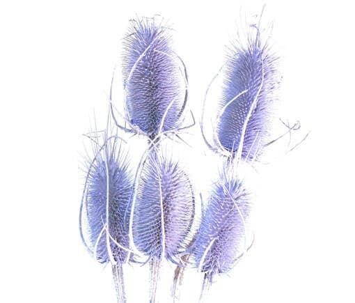 24" Lilac Teasels/Branches/Centerpiece decor/ Winter wonderland/Decoration Branches/Gold Branches/Home Decor
