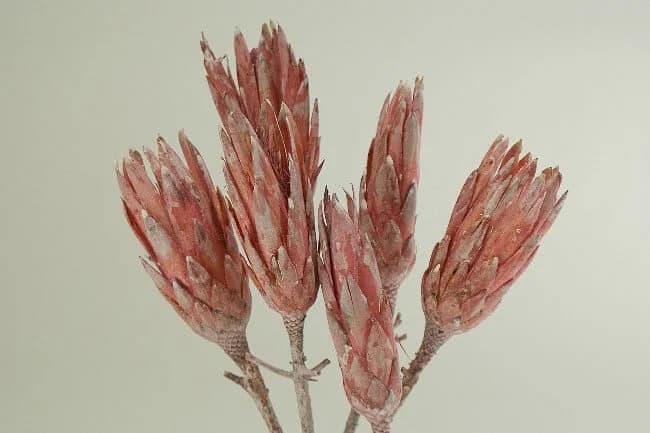 9-12" Pink Washed Protea Flowers/Florals/Pine Cones On Stick/Rustic Decor Idea/Rustic Bowl Filler/Rustic Table Decor/Fall Decor/Spring Decor