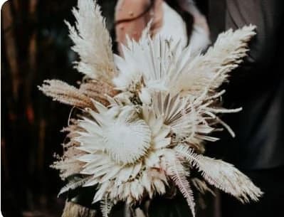 3FT -6pc Ivory Pampas Grass/Assorted Sizes/Home Decor/Rustic Wedding Decor/Blush Wedding/Blush Pampas/Light Pink Pampas/